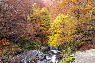 Trees growing in forest during autumn