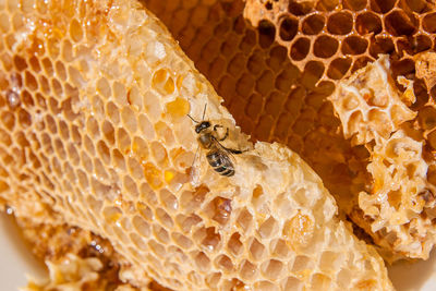 Close-up of bee on honeycomb