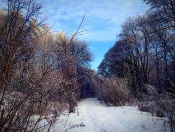 Low angle view of bare trees against sky