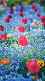 Close-up of poppy blooming outdoors