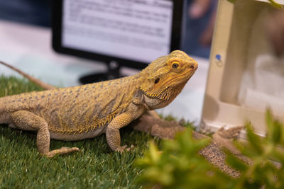 Close-up of a lizard