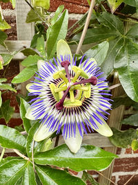 flowering plant