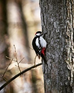 Bird perching on a tree