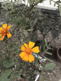 Close-up of yellow marigold flowers