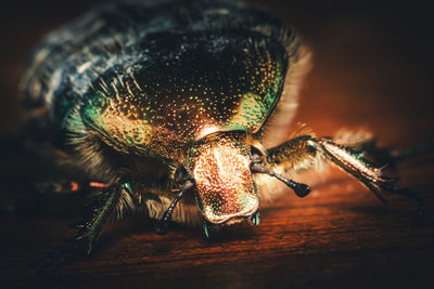 Close-up of insect