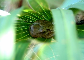 Close-up of insect on leaf