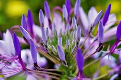 Close up of purple spider flowers