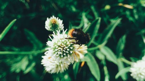 Close-up of bee pollinating on flower