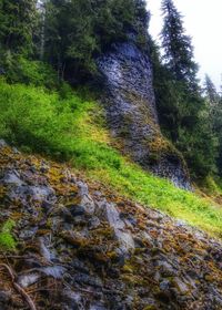 Stream flowing through forest
