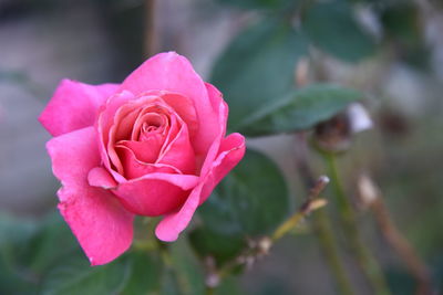 Close-up of pink rose blooming outdoors