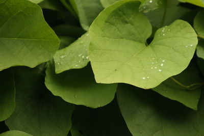 Close-up of water drops on leaf