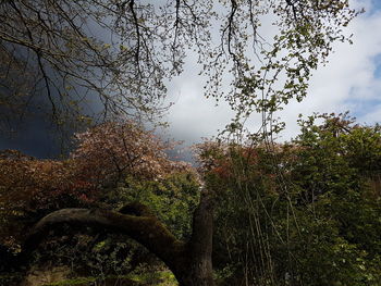 Low angle view of trees against sky