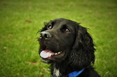 Close-up of dog sticking out tongue on grass