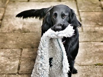 Close-up of dog