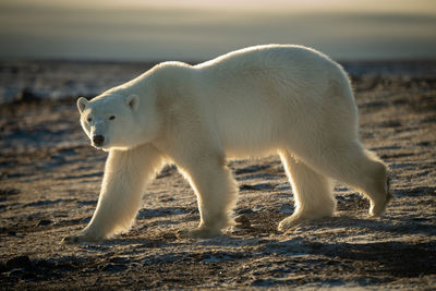 Backlit polar bear walking across rocky tundra