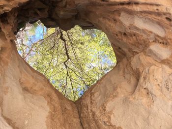 Low angle view of tree hole in rock