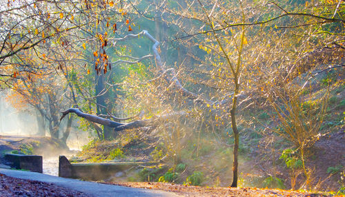 Trees in forest during autumn