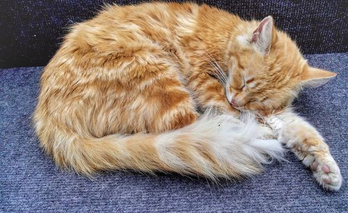 Close-up of ginger cat sleeping