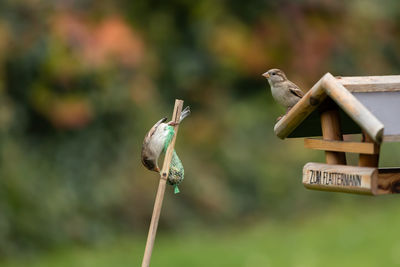 Close-up of birds perching on wooden post