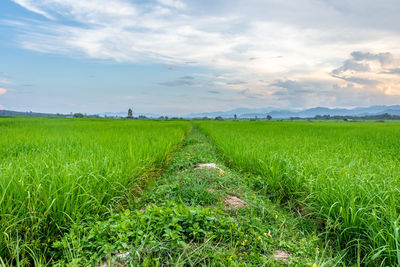 Scenic view of agricultural field against sky