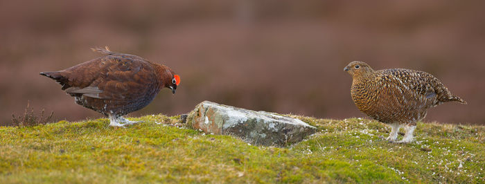 Close-up side view of birds