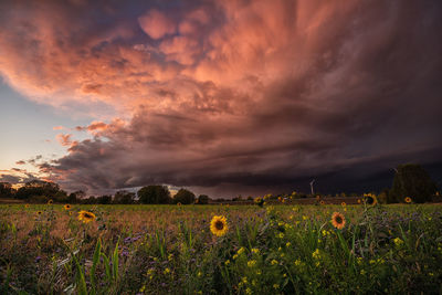 Scenic view of field against cloudy sky during sunset