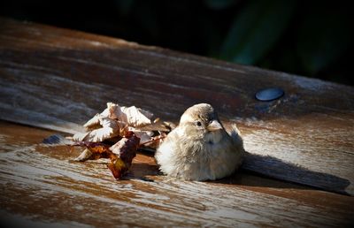 High angle view of bird on wooden table