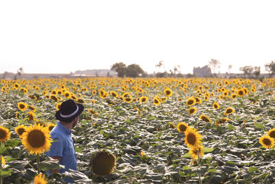 Scenic view of sunflower land against clear sky