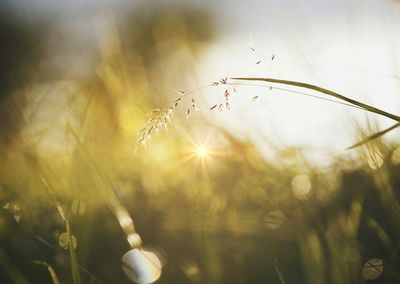 Close-up of dry plant