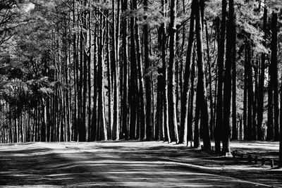 View of trees in forest