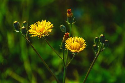 Close-up of yellow flowering plant