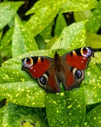 Close-up of butterfly on leaf