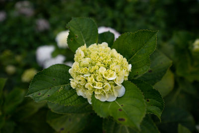 Close-up of green leaves on plant