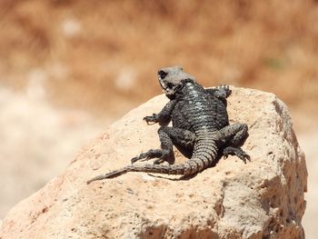 Close-up of lizard on rock