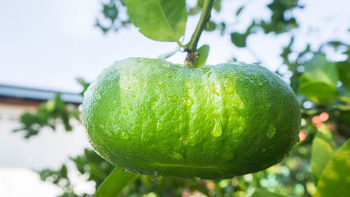 Close-up of wet fruit growing on tree