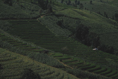 High angle view of agricultural field