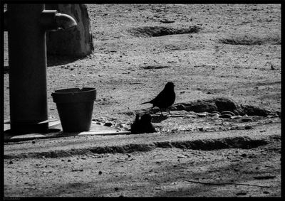 Bird on ground