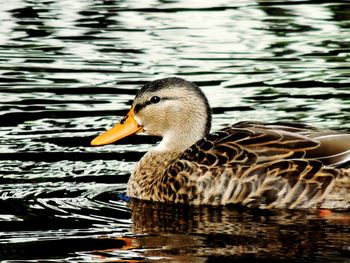 Birds in calm lake