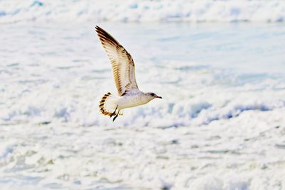 Seagull flying over frozen sea