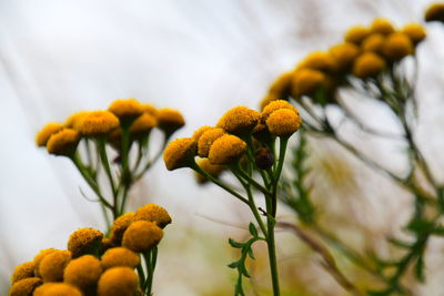 Close-up of flowering plant in yellow against clear sky