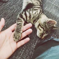 Midsection of person hand with cat