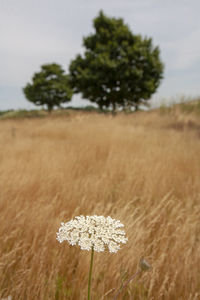 Close-up of flowering plant on field against sky