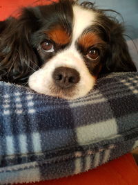 Close-up portrait of a dog