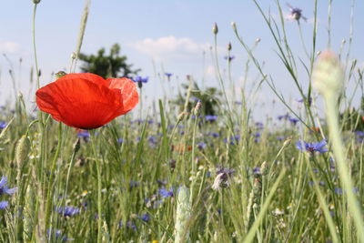 Close-up of fresh red poppy blooming in field