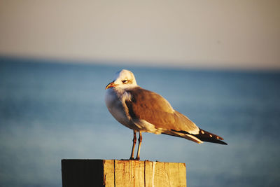 Close-up of seagull