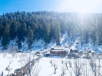 Snow covered trees and buildings against sky