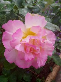 Close-up of pink flowers