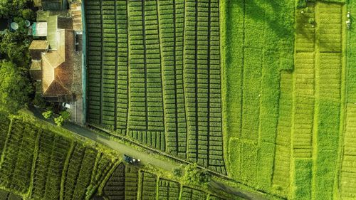 High angle view of agricultural field
