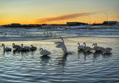 Birds in sea at sunset