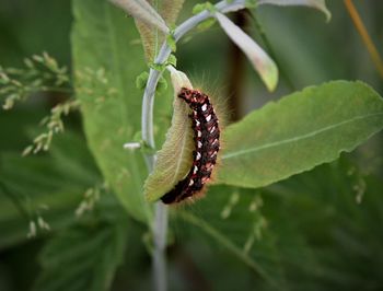 Close-up of insect on leaf